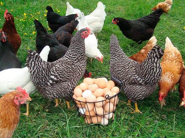 Содержание кур и уход за ними | ЗооТом - продажа, вязка и услуги для животных в Валдае