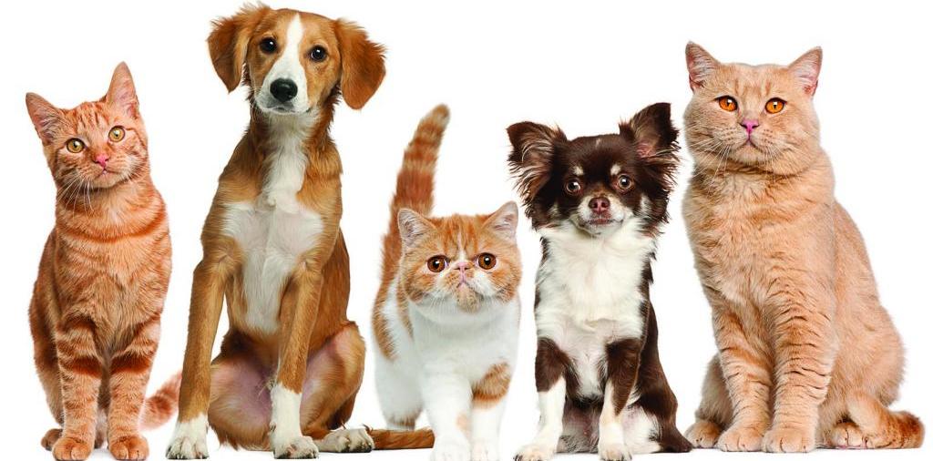 Доска объявлений о животных | ЗооТом - продажа, вязка и услуги для животных в Валдае