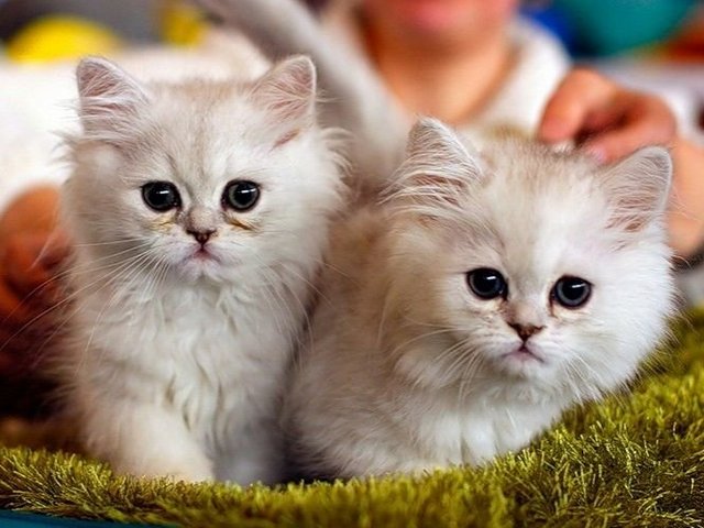 Породы кошек в Валдае | ЗооТом портал о животных
