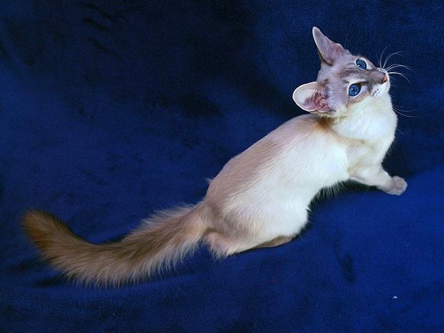Выведенные породы кошек в Валдае | ЗооТом портал о животных