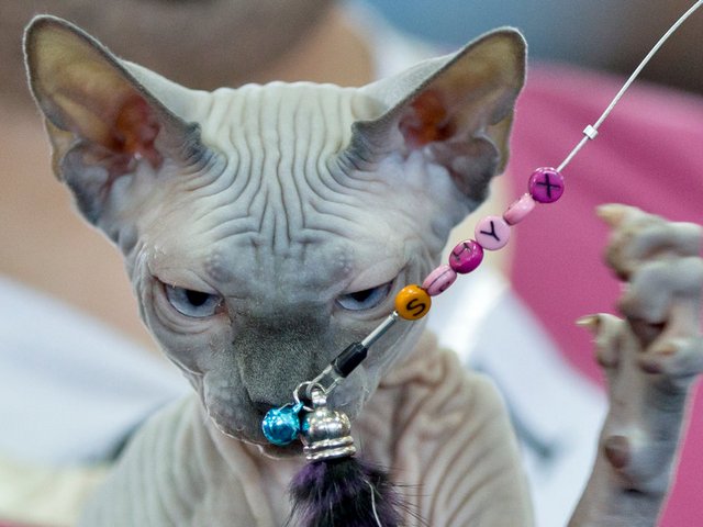 Выставки кошек в Валдае | ЗооТом портал о животных