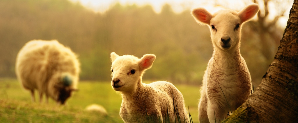 Объявления о сельскохозяйственных животных | ЗооТом - продажа, вязка и услуги для животных в Валдае
