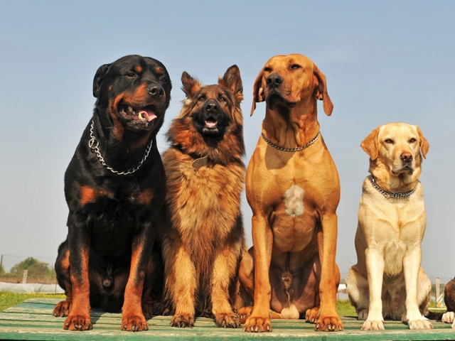 Крупные породы собак в Валдае | ЗооТом портал о животных
