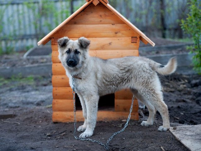 Все о собаках в Валдае